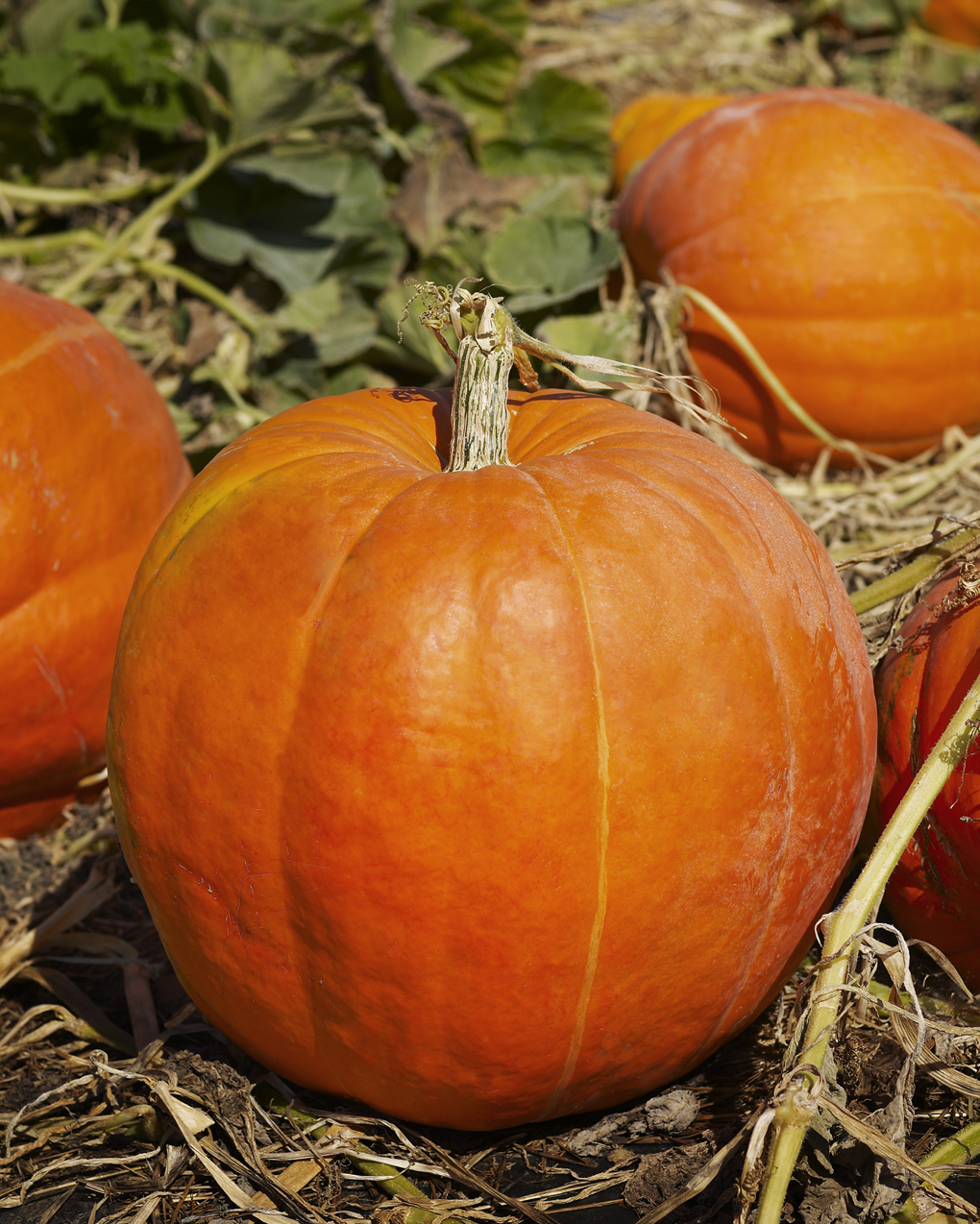 Pumpkin Cake For Halloween Under The Almond Tree